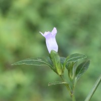 Strobilanthes adenophora Nees